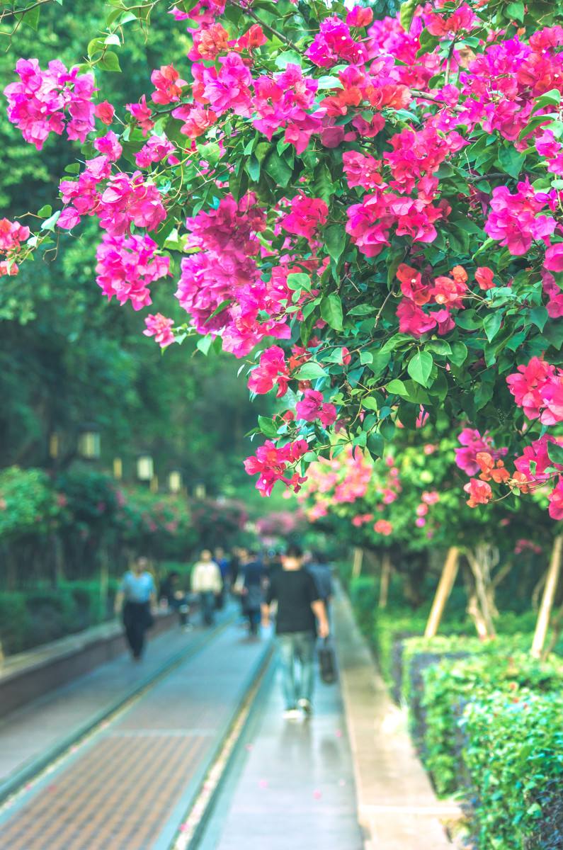 深圳，深圳.jpg